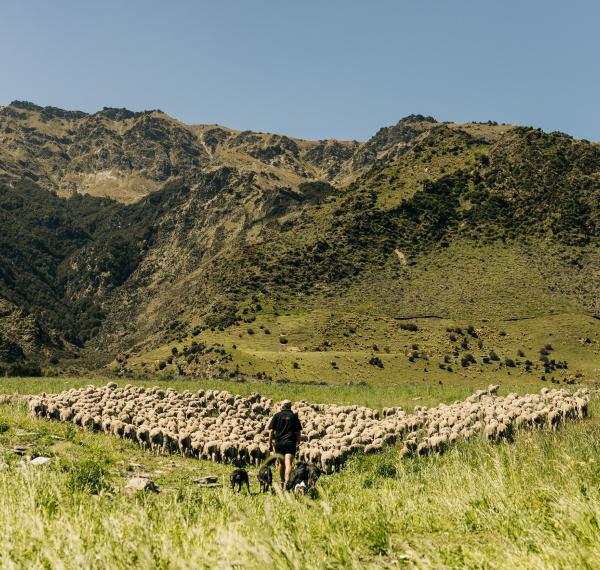  Lake Hāwea Station thumbnail