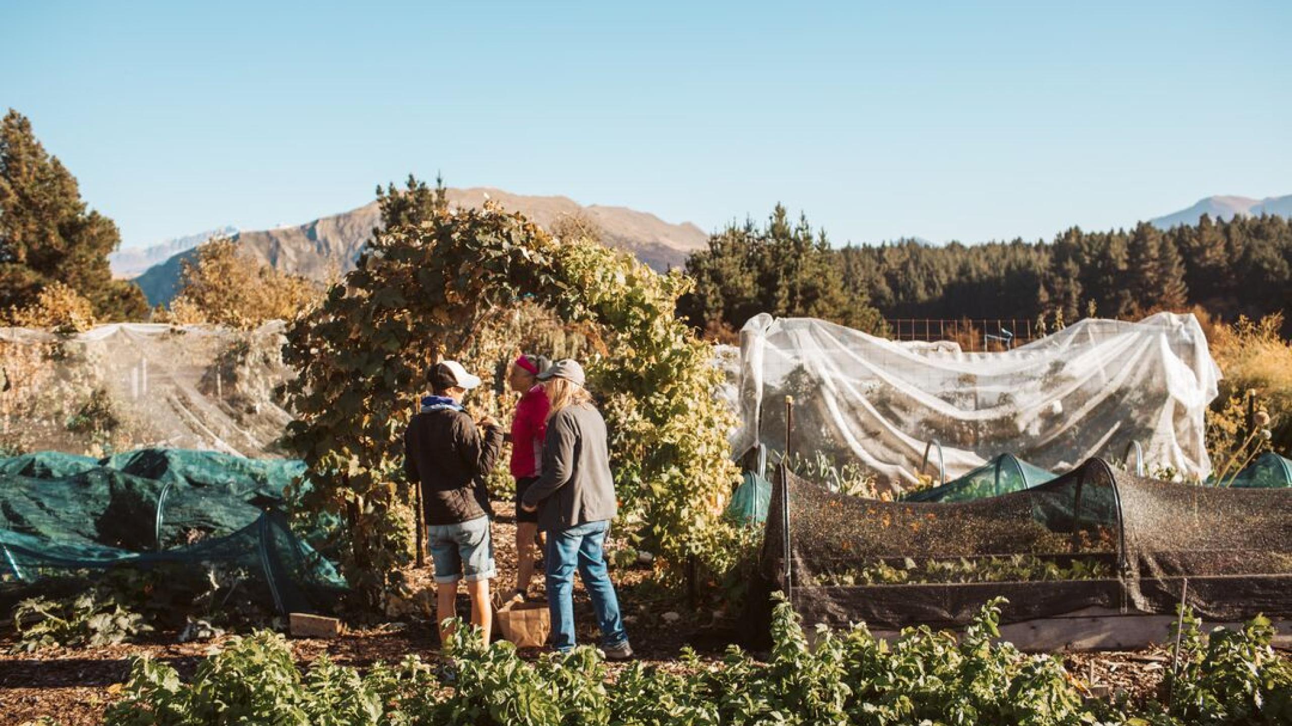  Volunteer: Grow Wānaka Community Garden thumbnail