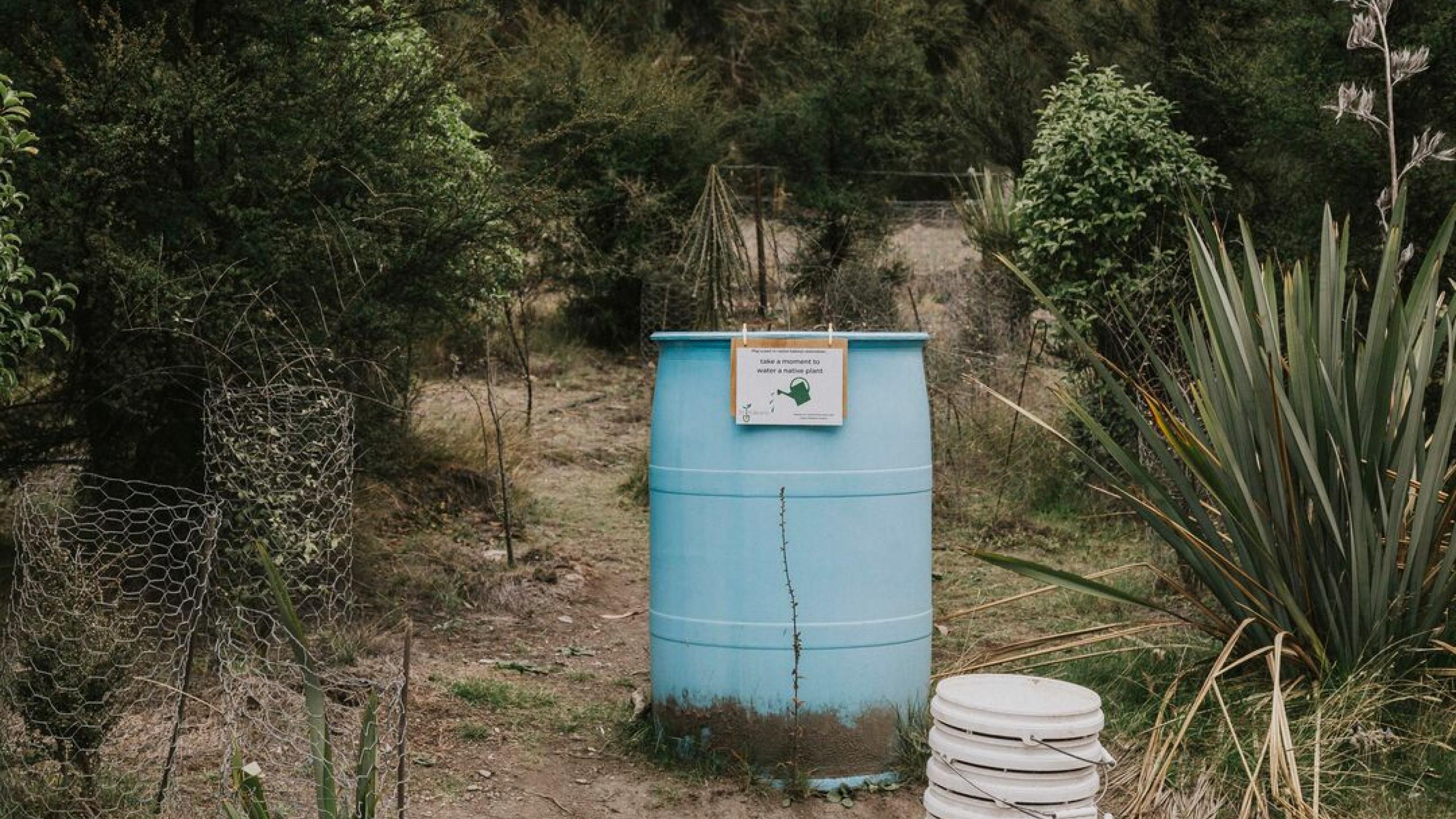 Large JPG Wanaka Te Kakano Aotearoa Trust nursery MollyHope 003