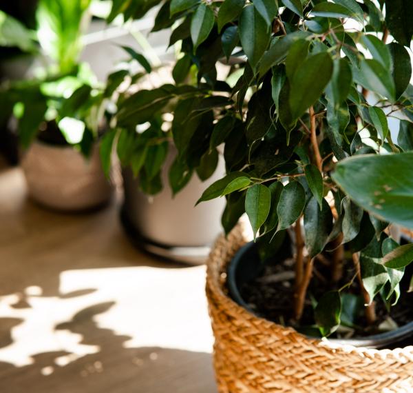  Plant Collective thumbnail