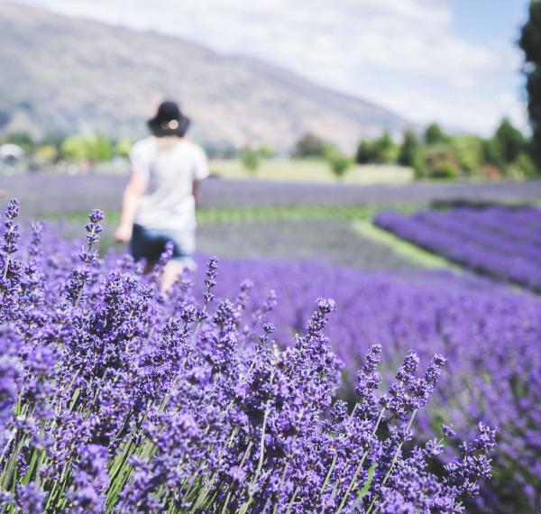  Wānaka Lavender Farm thumbnail