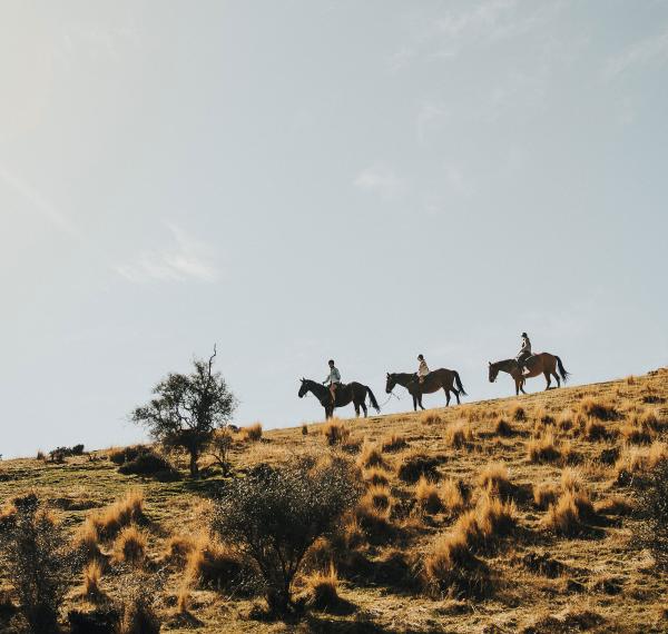  The Cardrona Horse Trekking Tours thumbnail