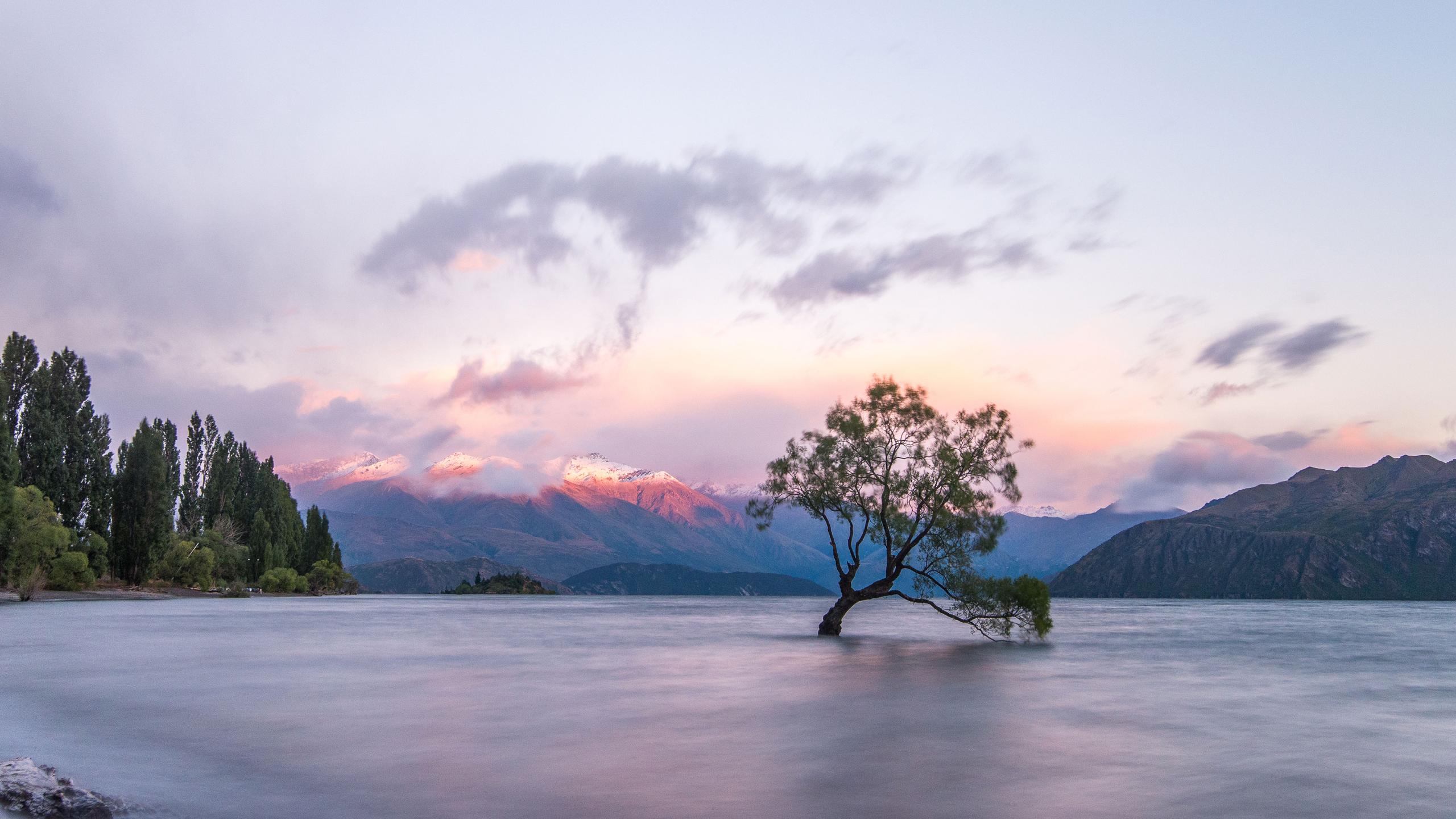 Wanaka Tree JohanLolos