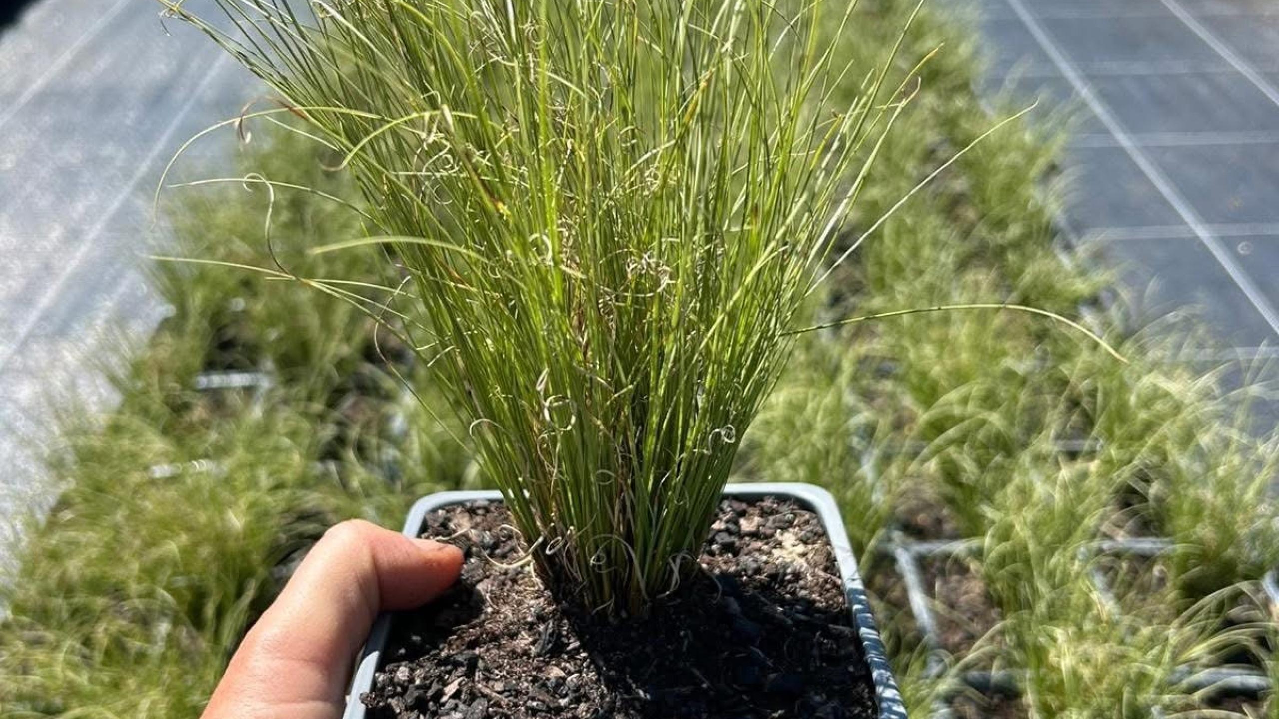  Kind Farm Plant Nursery thumbnail