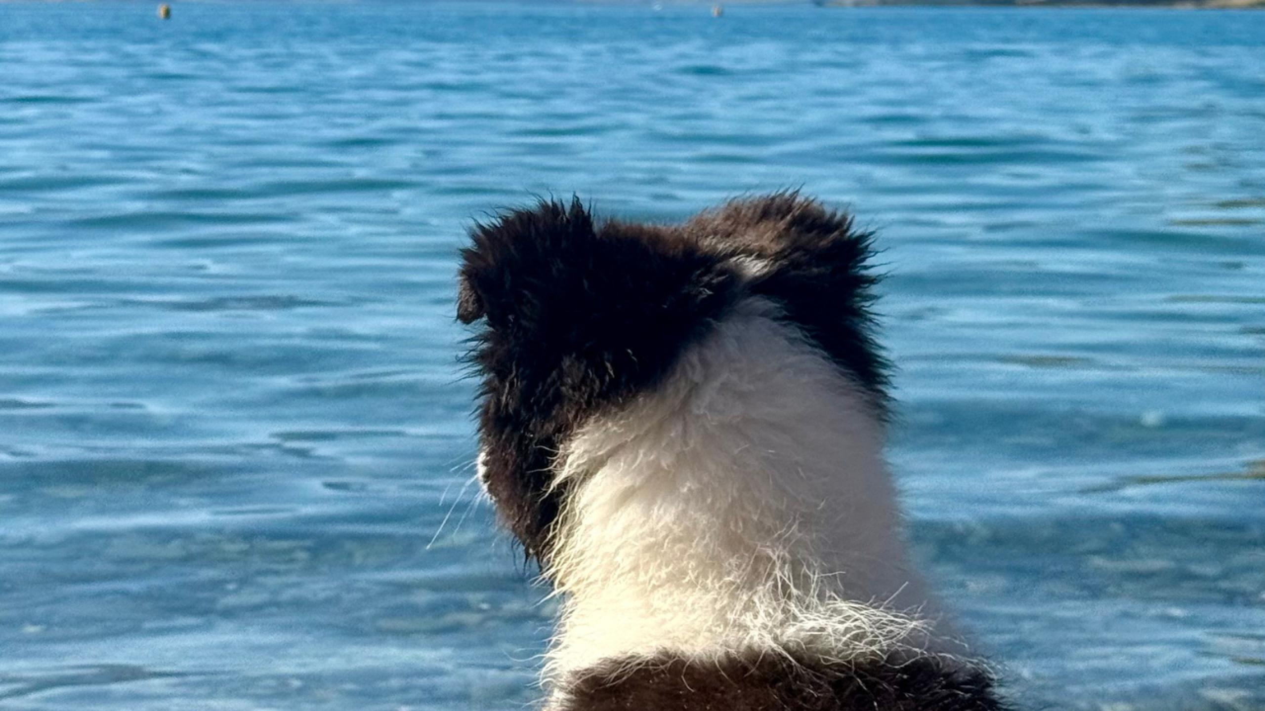  Volunteer: Paws for the Lake thumbnail