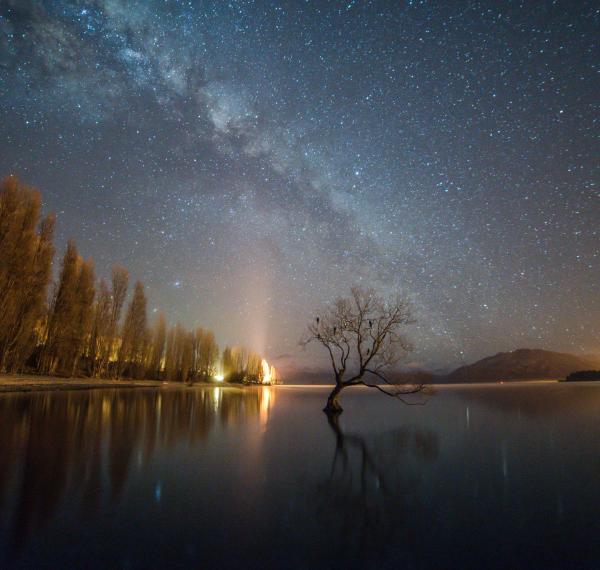  That Wānaka Tree thumbnail